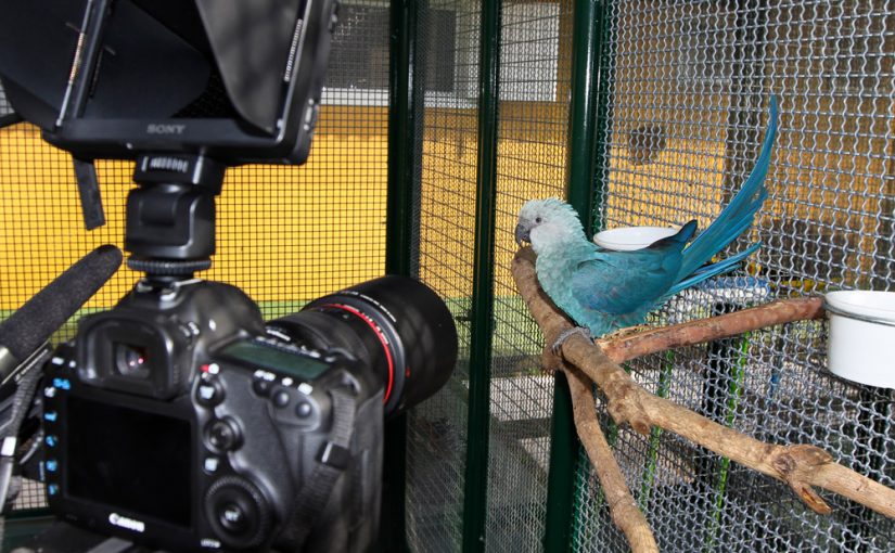 A verdadeira Ararinha Azul – Spix’s Macaw